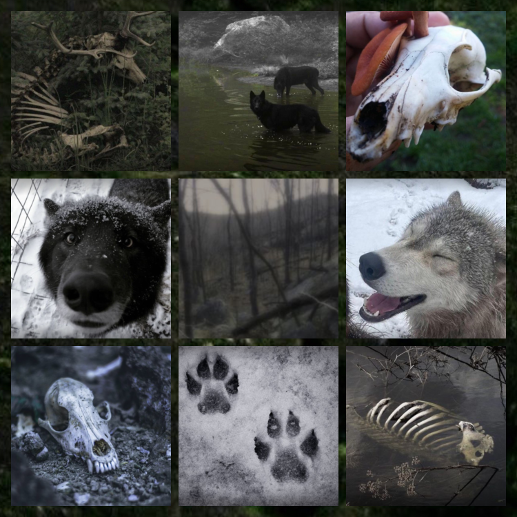 Wolf:vulture culture
